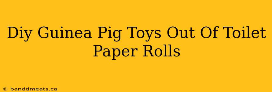 Diy Guinea Pig Toys Out Of Toilet Paper Rolls