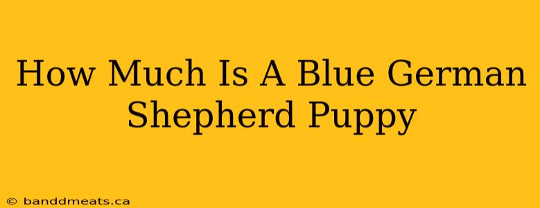 How Much Is A Blue German Shepherd Puppy