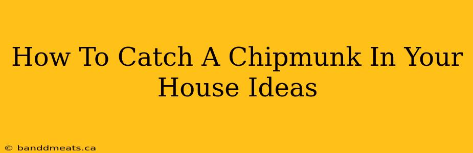 How To Catch A Chipmunk In Your House Ideas