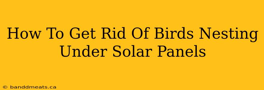 How To Get Rid Of Birds Nesting Under Solar Panels