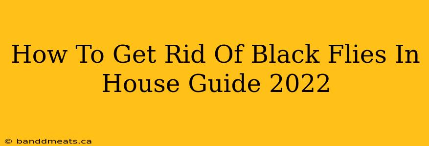 How To Get Rid Of Black Flies In House Guide 2022