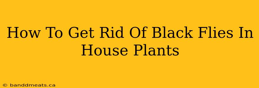 How To Get Rid Of Black Flies In House Plants