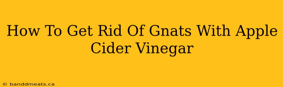 How To Get Rid Of Gnats With Apple Cider Vinegar