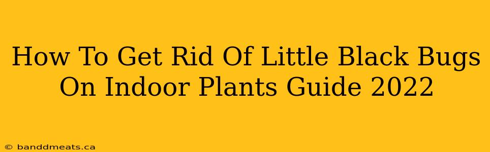 How To Get Rid Of Little Black Bugs On Indoor Plants Guide 2022