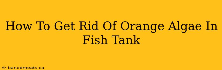 How To Get Rid Of Orange Algae In Fish Tank