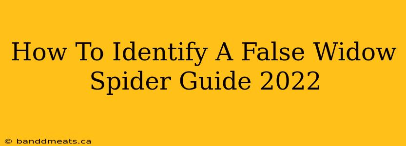 How To Identify A False Widow Spider Guide 2022