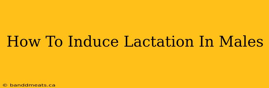 How To Induce Lactation In Males 