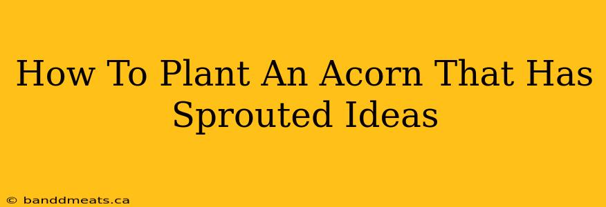 How To Plant An Acorn That Has Sprouted Ideas