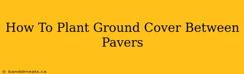 How To Plant Ground Cover Between Pavers