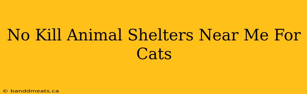 No Kill Animal Shelters Near Me For Cats